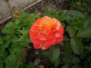 DSCN4790.JPG