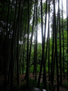 DSCN4834.jpg