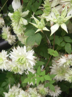 DSCN4856.jpg