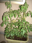 怪奇植物になる前のミニトマト