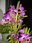 デンドロビウム・満開