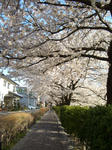 桜並木