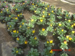 CIMG6012.JPG