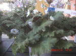 CIMG6096.JPG