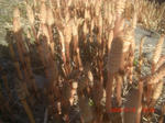 CIMG6456.JPG
