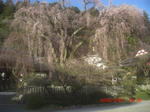 CIMG6512.JPG