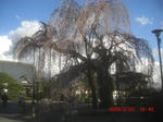 CIMG6513.JPG