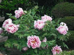DSCF0036.jpg