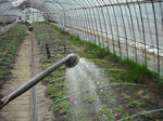 DSCF0243.jpg