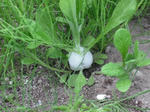 DSCF0268.jpg
