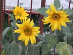 DSCF0271.jpg