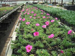 DSCF0464.jpg