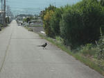 DSCF0661.JPG
