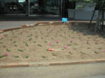 DSCF0711.JPG