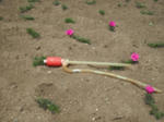 DSCF0712.JPG