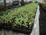 DSCF0904.JPG