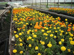 DSCF0905.JPG