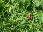 DSCF1138.JPG