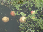 DSCF1155.JPG