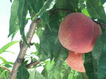 DSCF1351.JPG