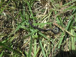 DSCF1361.JPG