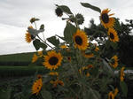 DSCF1378.JPG