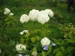 DSCF1420.JPG