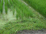 DSCF1446.JPG