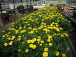 DSCF2340.JPG