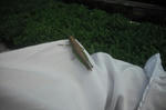 DSCF2565.JPG