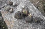DSCF2572.JPG