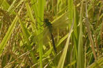 DSCF2690.JPG