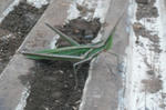 DSCF2771.JPG