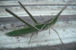 DSCF2778.JPG