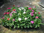 DSCF4050.JPG