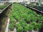 DSCF4053.JPG