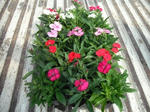 DSCF4163.JPG