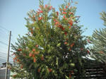 DSCF4197.JPG