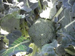 DSCF4204.JPG