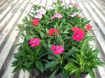 DSCF4164.JPG