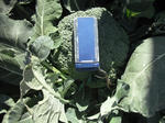 DSCF4406.JPG