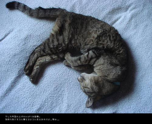 2008040602.JPG