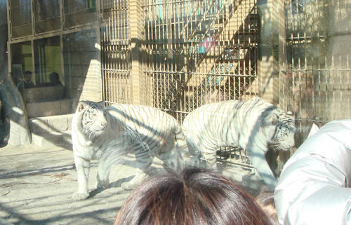 2010011004.JPG