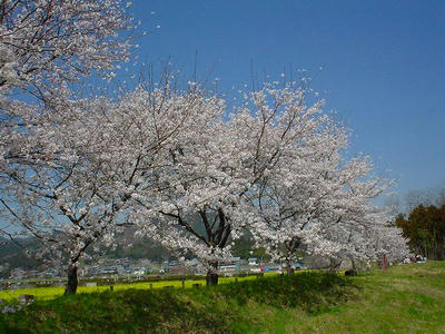 DSC01040.jpg