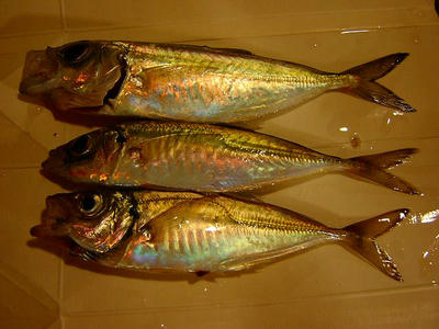 SANY0548.jpg