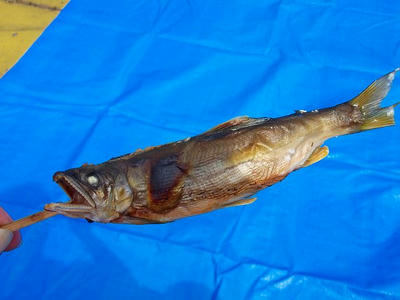 DSCF0532.jpg