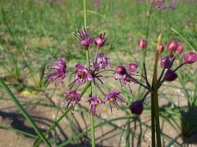 DSCF2854.jpg