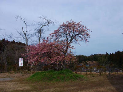 DSCF1310.jpg