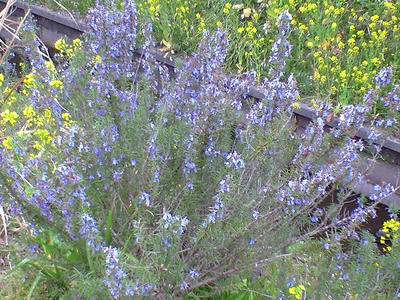 CA390022.jpg