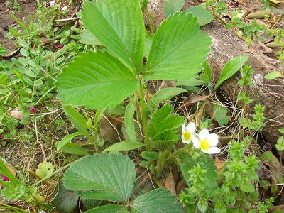 DSCF2129.jpg